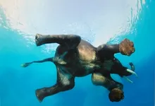 swimming elephants 3400x2328 wallpaper Art HD Wallpaper